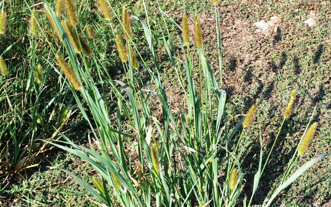 Yellow Foxtail