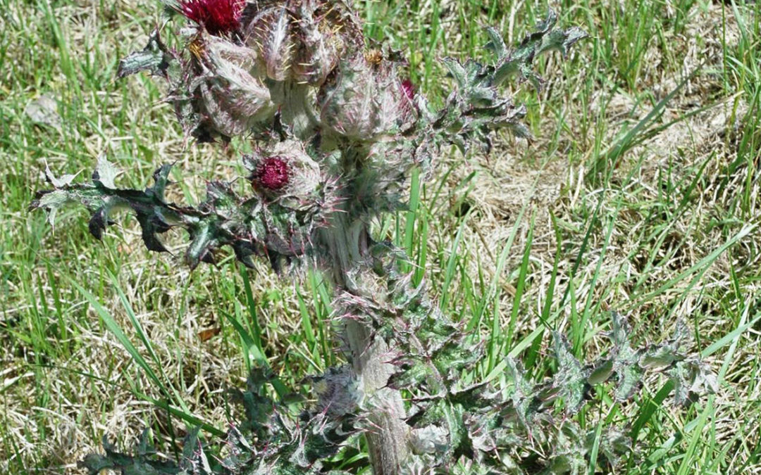 Yellow Thistle