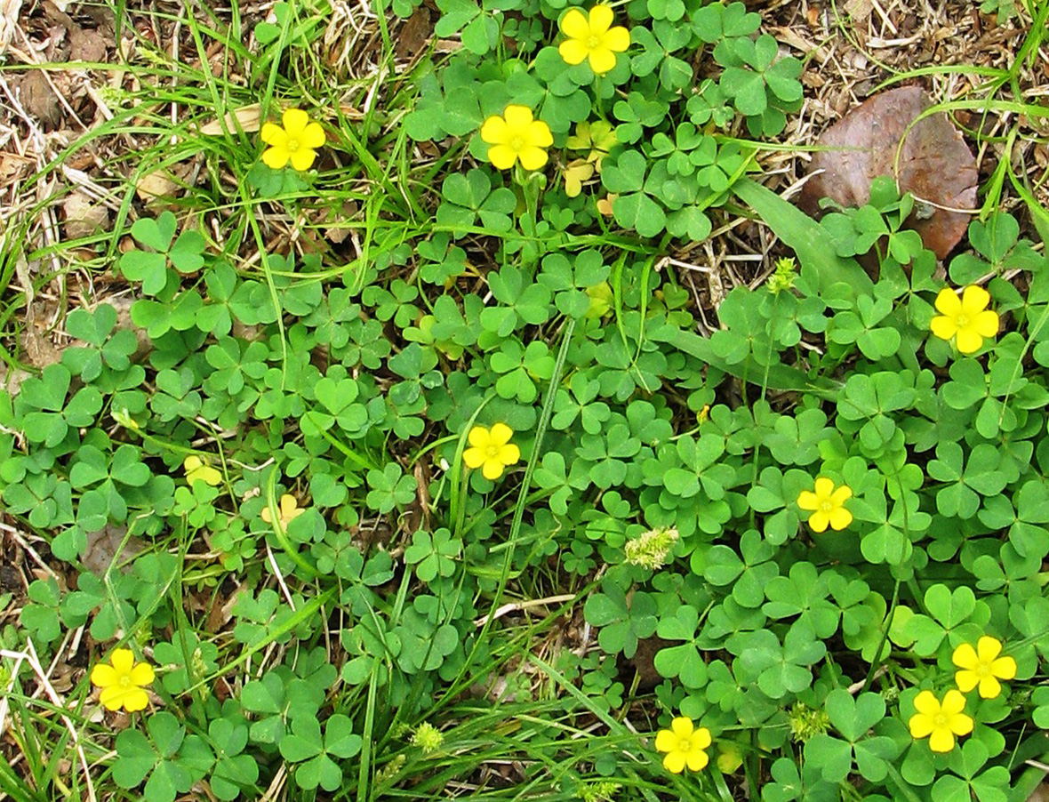 Yellow Woodsorrel Alert