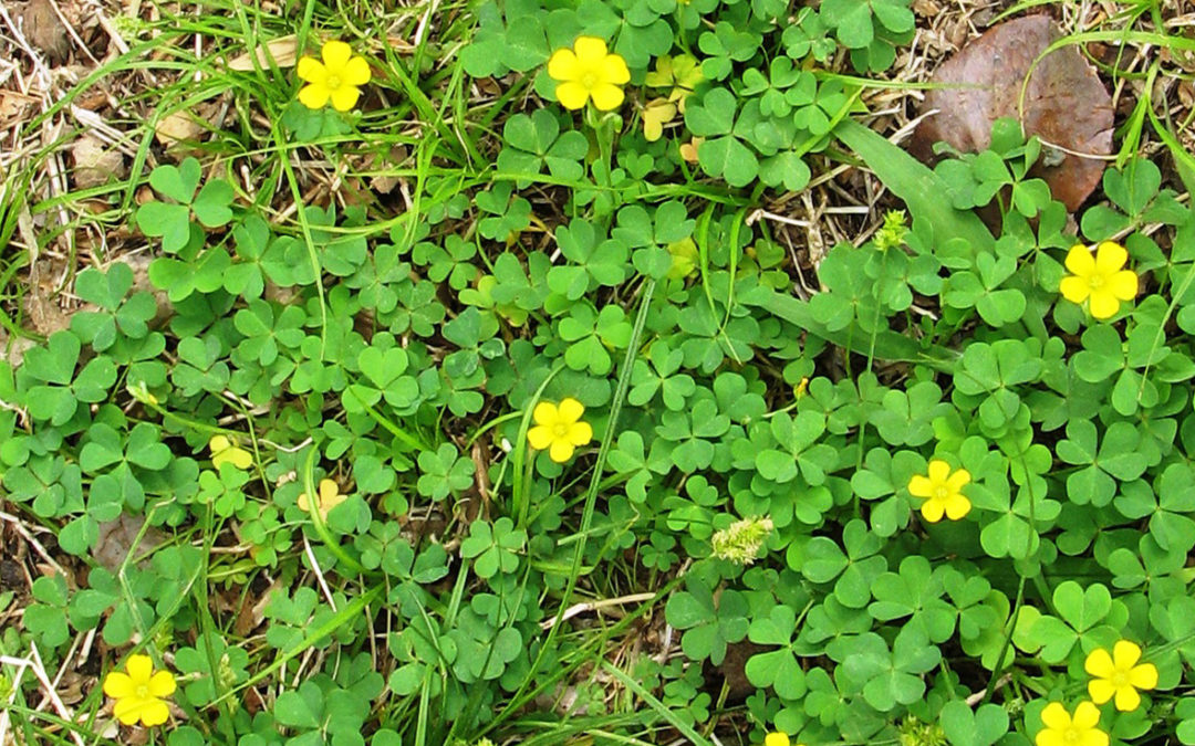 Oxalis