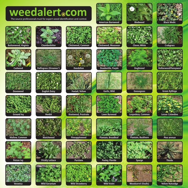 Order Weed Identification Posters 1E0